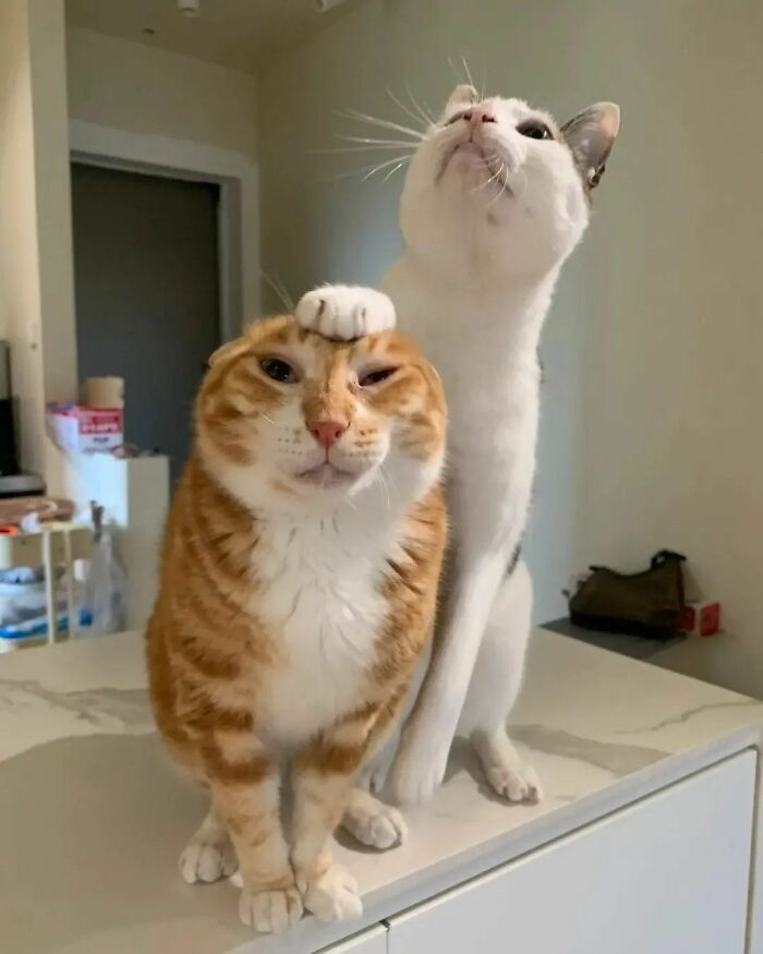 This Viral Facebook Page Proves Cats Are Natural Comedians (75 Pics)