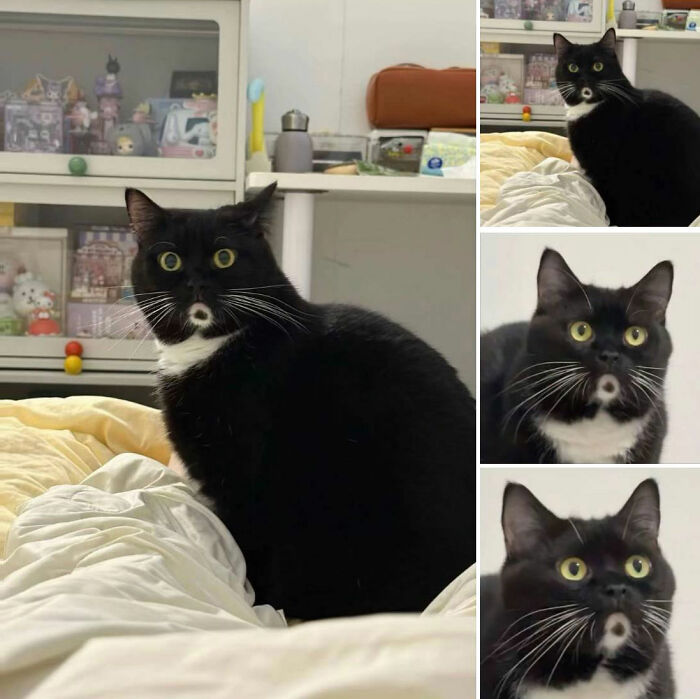 This Viral Facebook Page Proves Cats Are Natural Comedians (75 Pics)