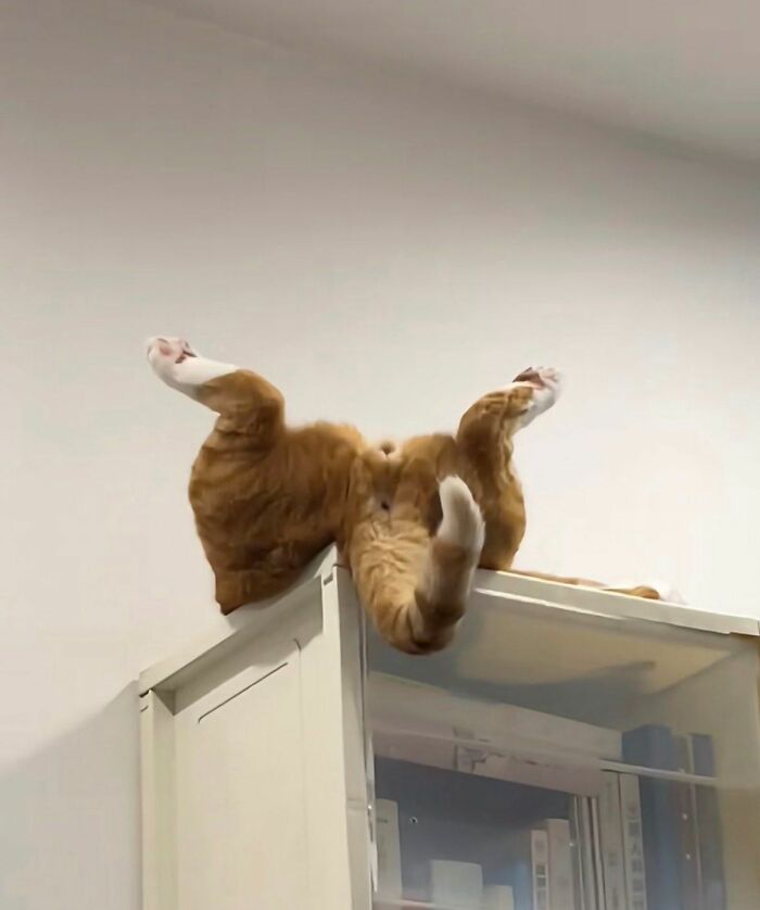 This Viral Facebook Page Proves Cats Are Natural Comedians (75 Pics)