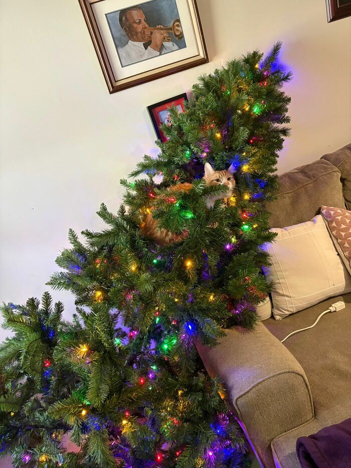 This Viral Facebook Page Proves Cats Are Natural Comedians (75 Pics)