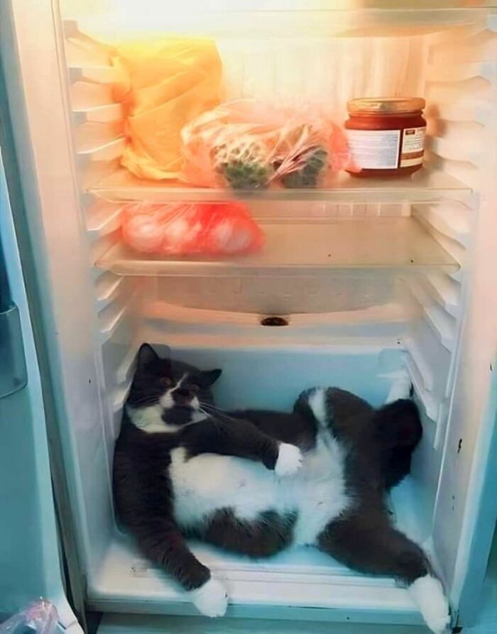 This Viral Facebook Page Proves Cats Are Natural Comedians (75 Pics)