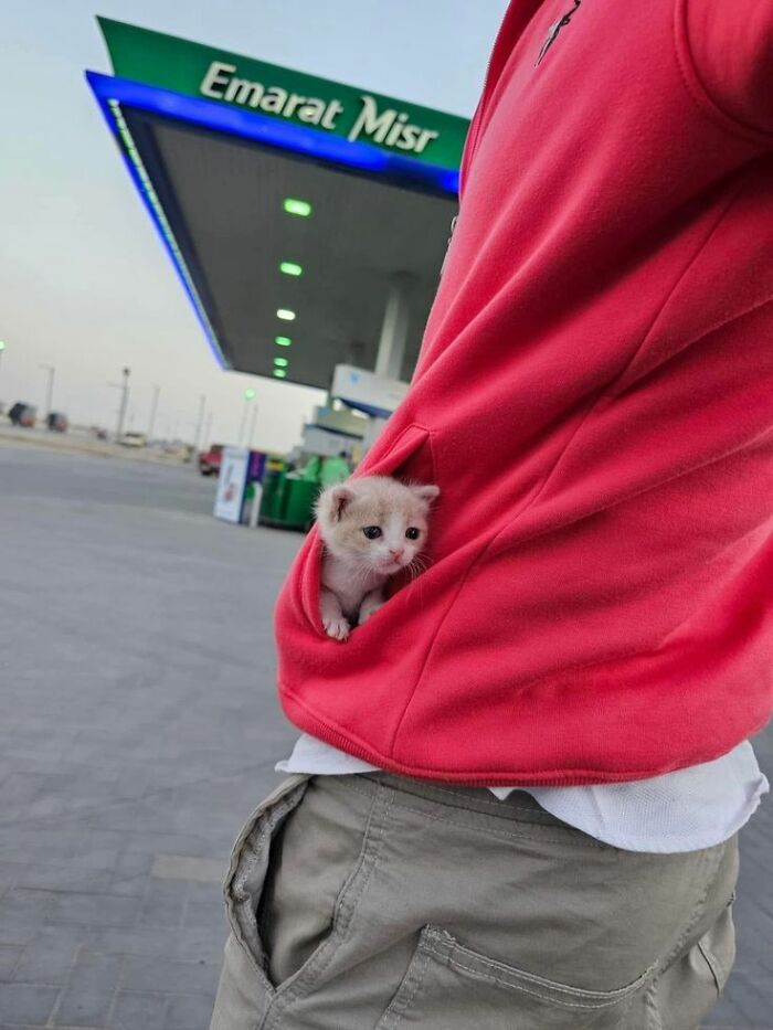 This Viral Facebook Page Proves Cats Are Natural Comedians (75 Pics)