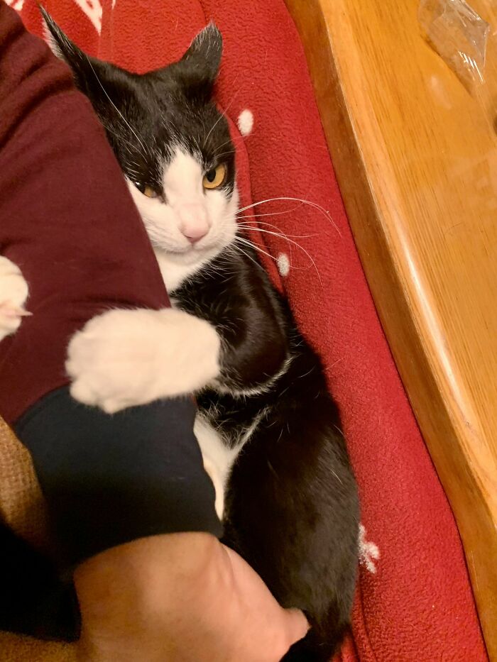 This Viral Facebook Page Proves Cats Are Natural Comedians (75 Pics)