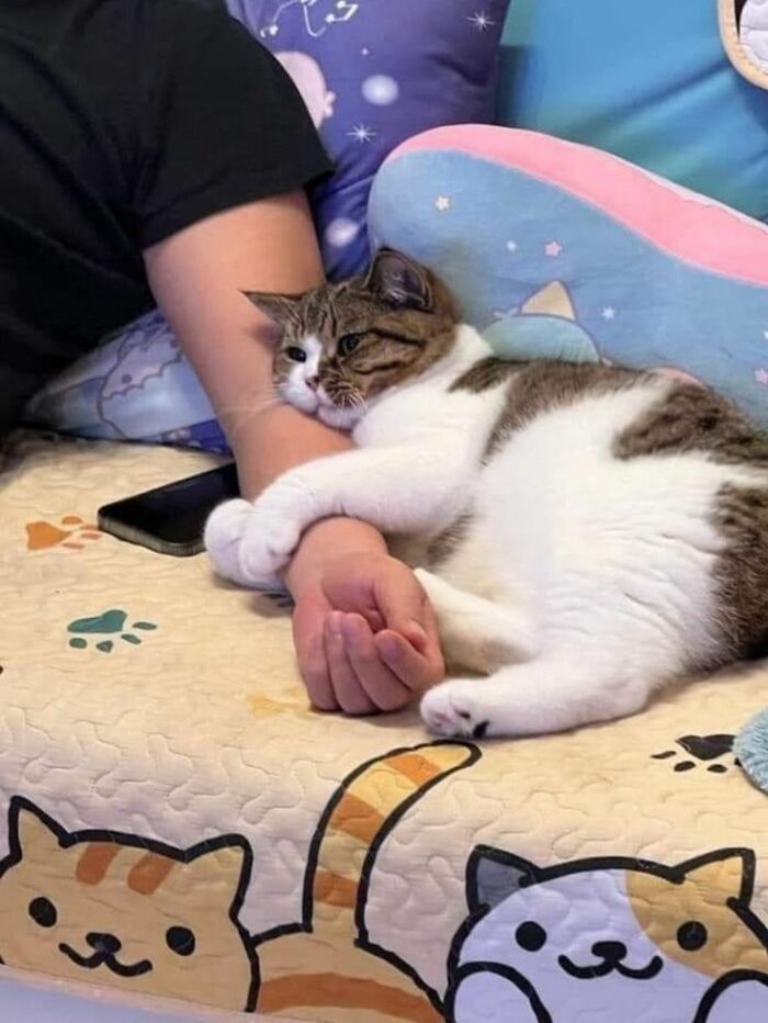 This Viral Facebook Page Proves Cats Are Natural Comedians (75 Pics)