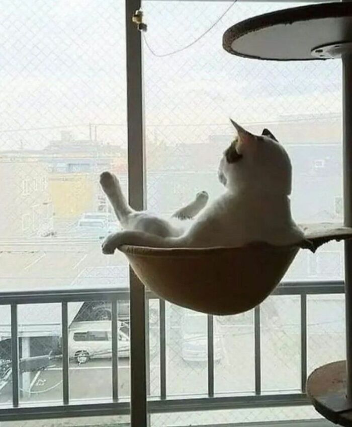 This Viral Facebook Page Proves Cats Are Natural Comedians (75 Pics)