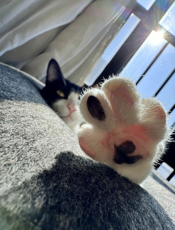 This Viral Facebook Page Proves Cats Are Natural Comedians (75 Pics)