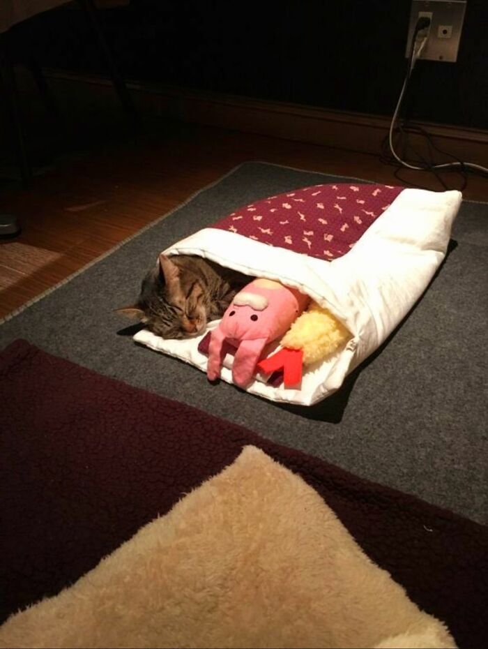 This Viral Facebook Page Proves Cats Are Natural Comedians (75 Pics)