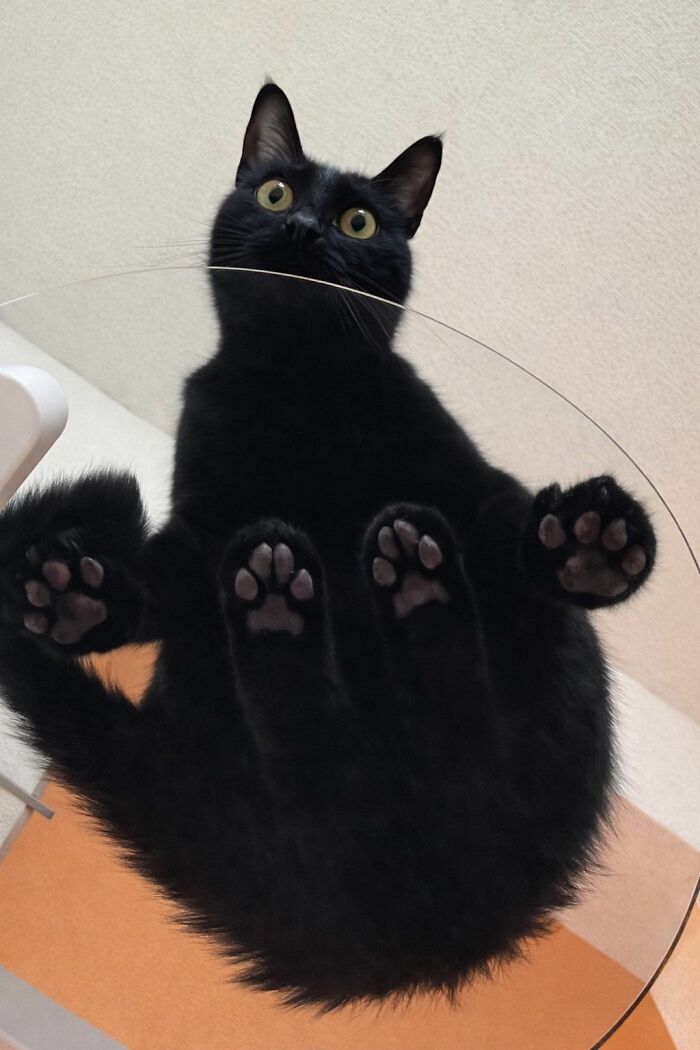 This Viral Facebook Page Proves Cats Are Natural Comedians (75 Pics)