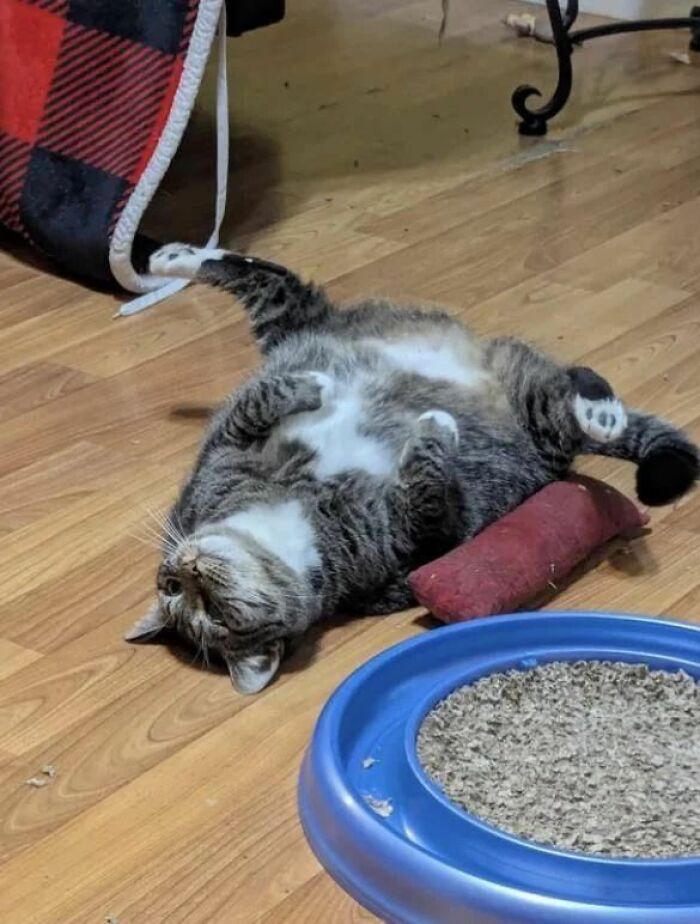 This Viral Facebook Page Proves Cats Are Natural Comedians (75 Pics)