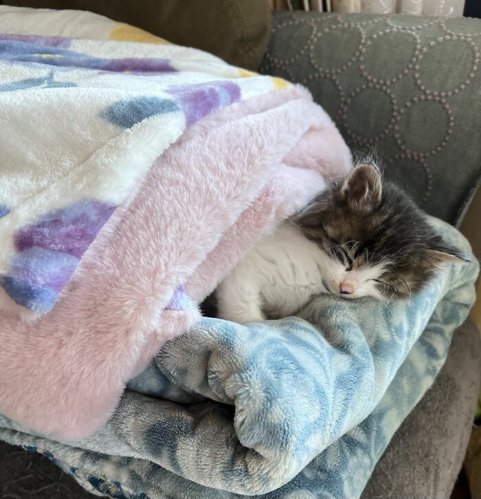 This Viral Facebook Page Proves Cats Are Natural Comedians (75 Pics)