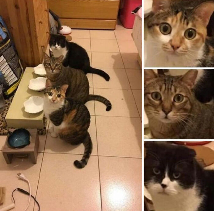 This Viral Facebook Page Proves Cats Are Natural Comedians (75 Pics)