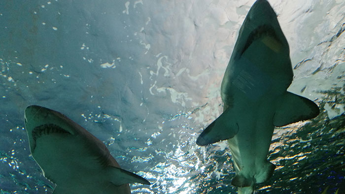 72 Lucky Times People Got Out Of A Situation That Could’ve Been Their Last