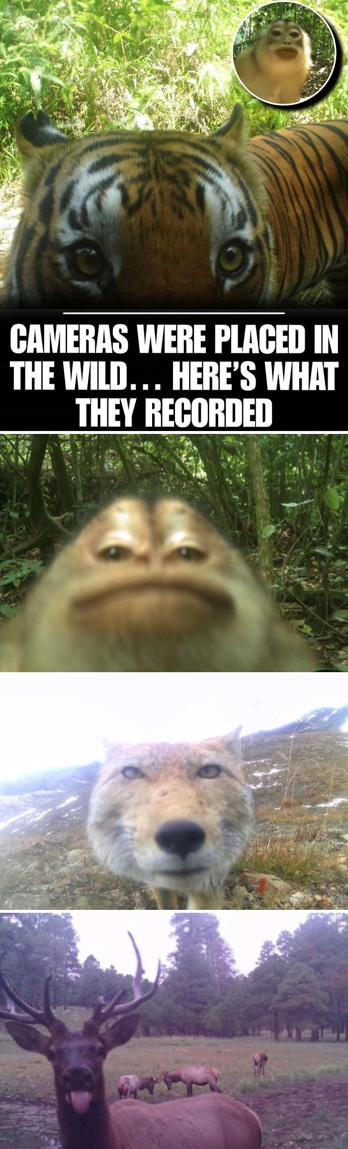 83 Photos Of Cute Animals To Instantly Melt Your Day&rsquo;s Stress And Anxiety