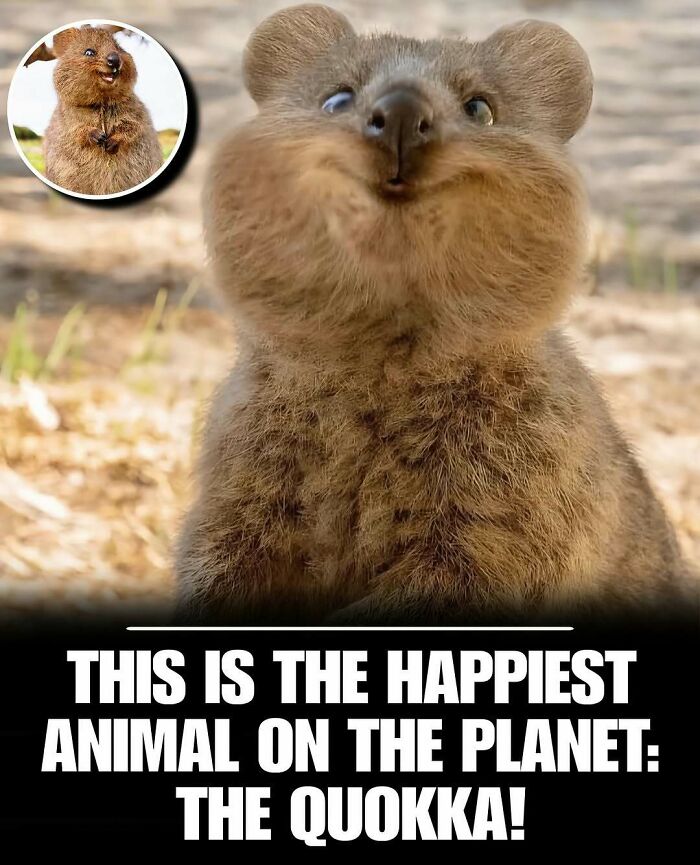 83 Photos Of Cute Animals To Instantly Melt Your Day&rsquo;s Stress And Anxiety