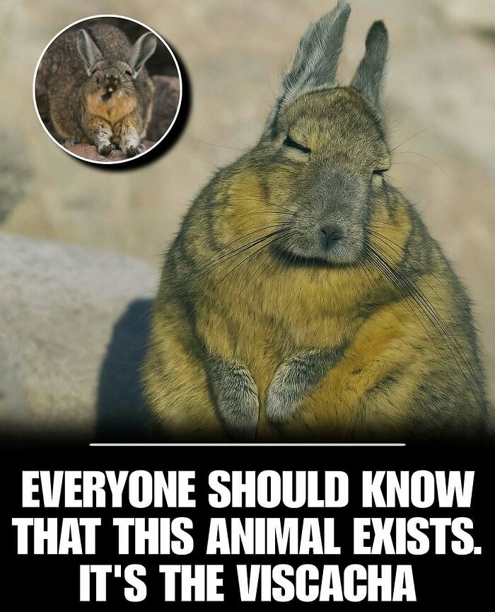 83 Photos Of Cute Animals To Instantly Melt Your Day&rsquo;s Stress And Anxiety