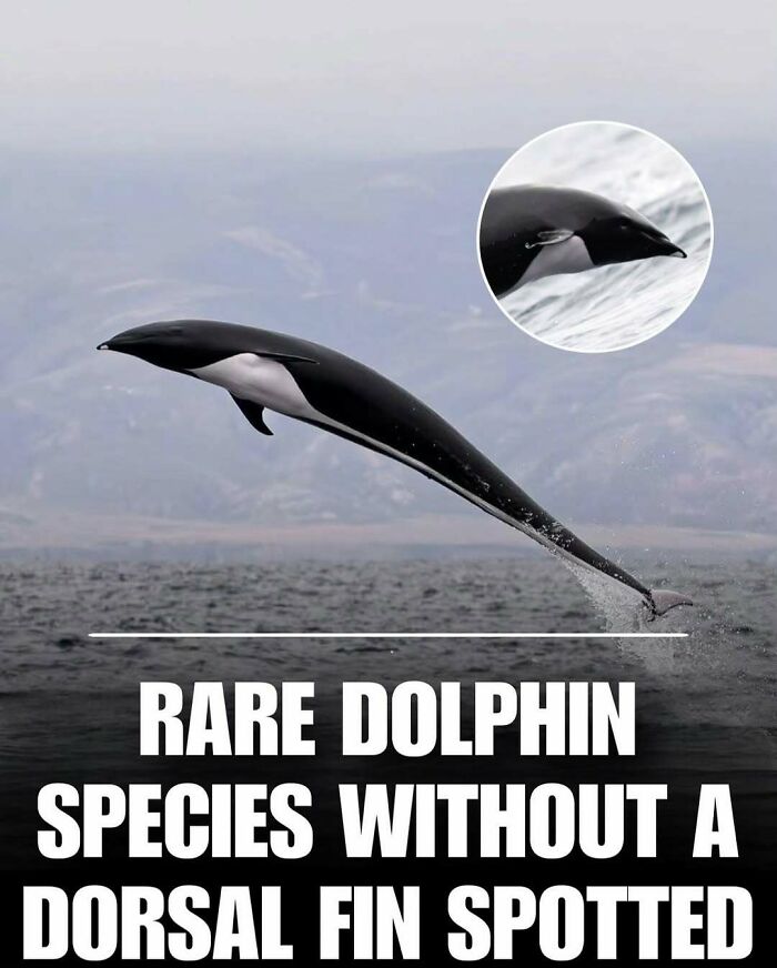 83 Photos Of Cute Animals To Instantly Melt Your Day&rsquo;s Stress And Anxiety