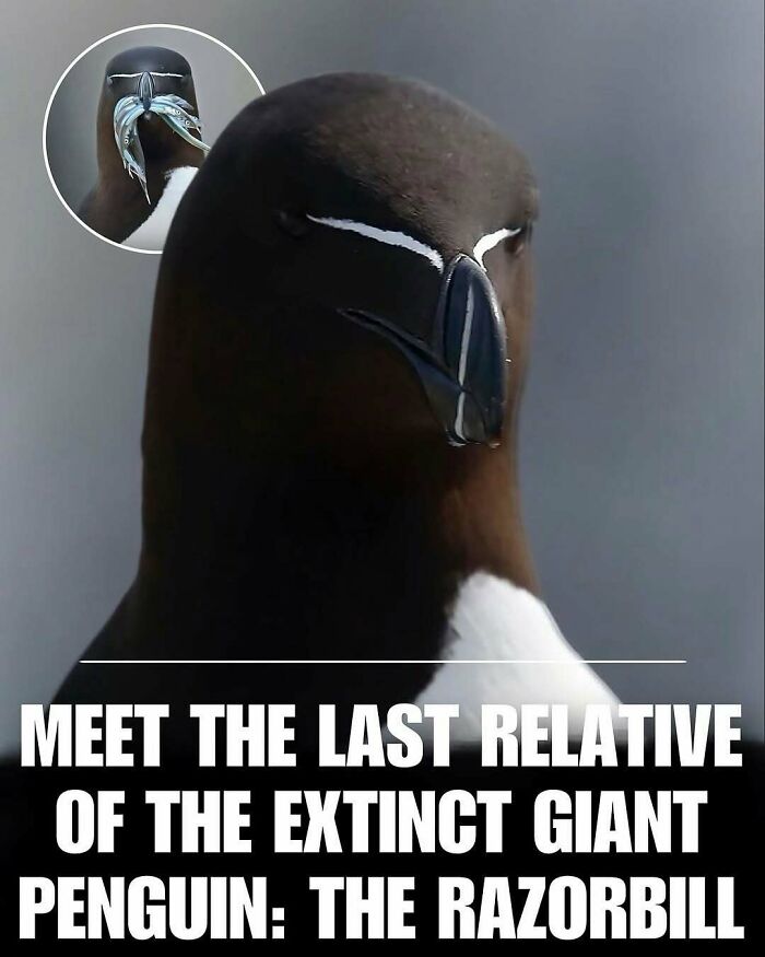 83 Photos Of Cute Animals To Instantly Melt Your Day&rsquo;s Stress And Anxiety