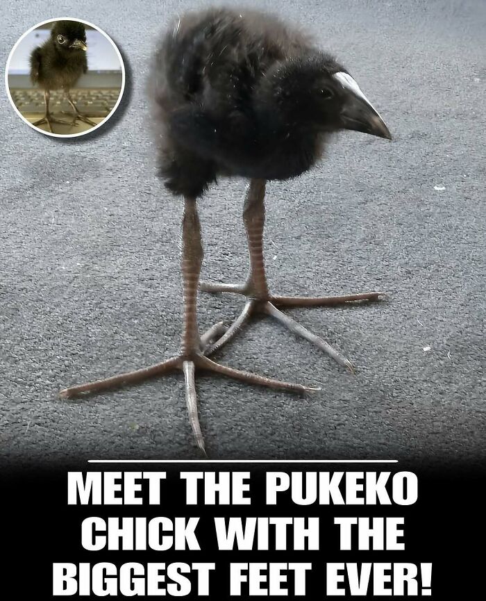 83 Photos Of Cute Animals To Instantly Melt Your Day&rsquo;s Stress And Anxiety