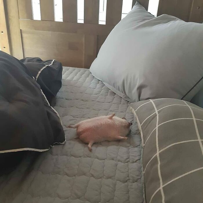 83 Photos Of Cute Animals To Instantly Melt Your Day&rsquo;s Stress And Anxiety