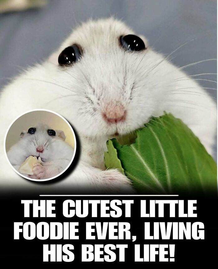 83 Photos Of Cute Animals To Instantly Melt Your Day&rsquo;s Stress And Anxiety