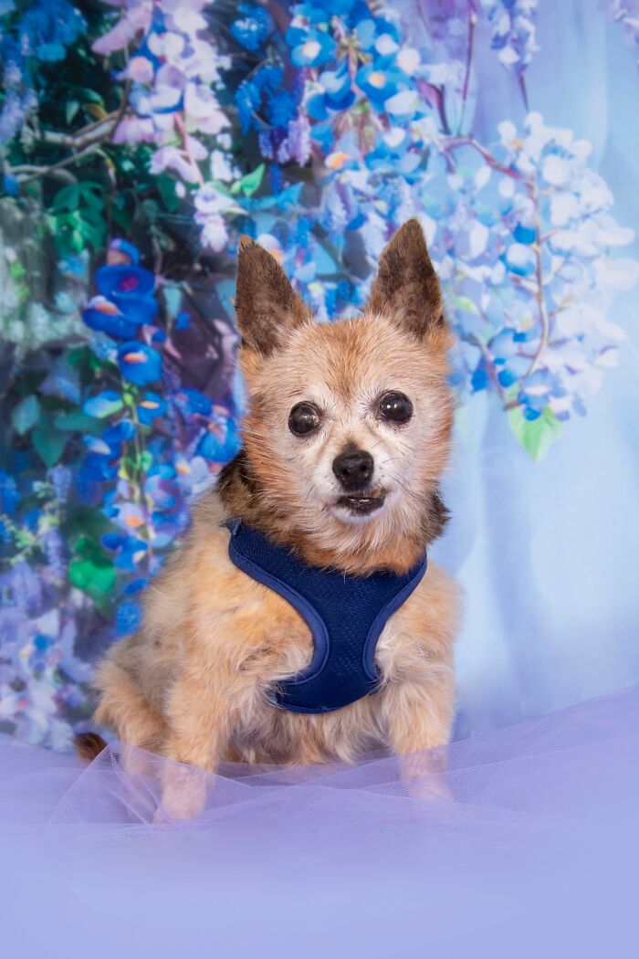 This Sanctuary For Senior Dogs Shared 30 Heartwarming Photos Of Their Golden Residents