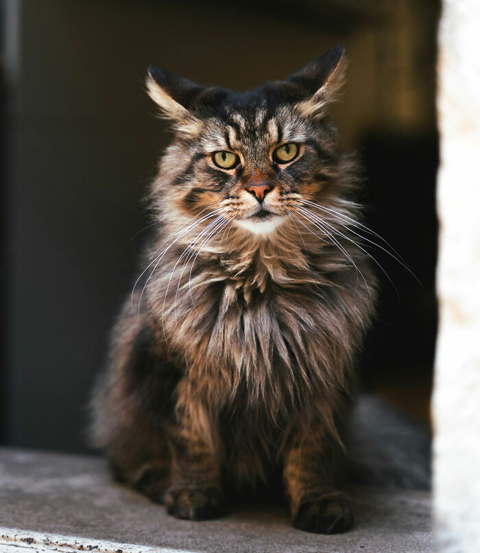 &ldquo;It Will Never Fail To Amuse Me&rdquo;: 80 Funny Names Pets Didn&rsquo;t Ask For