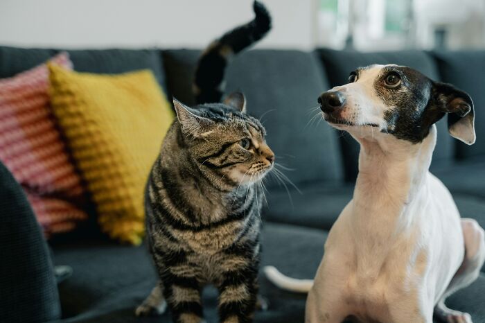 &ldquo;It Will Never Fail To Amuse Me&rdquo;: 80 Funny Names Pets Didn&rsquo;t Ask For