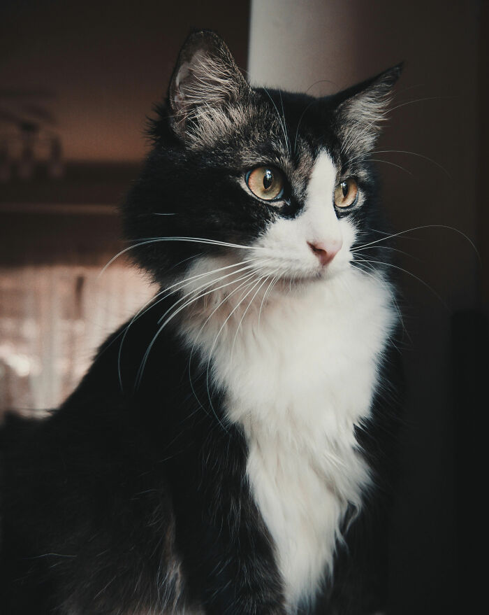 &ldquo;It Will Never Fail To Amuse Me&rdquo;: 80 Funny Names Pets Didn&rsquo;t Ask For