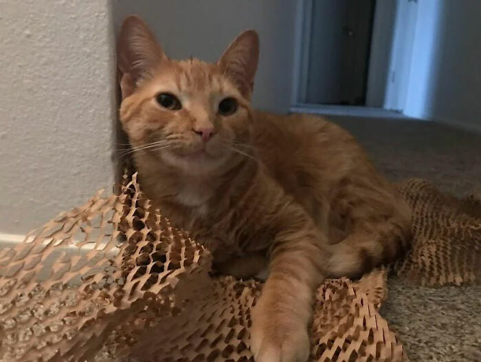 &ldquo;It Will Never Fail To Amuse Me&rdquo;: 80 Funny Names Pets Didn&rsquo;t Ask For