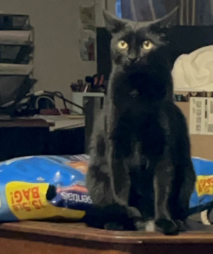 &ldquo;It Will Never Fail To Amuse Me&rdquo;: 80 Funny Names Pets Didn&rsquo;t Ask For