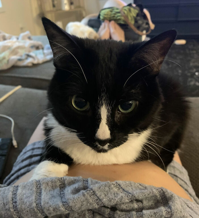 &ldquo;It Will Never Fail To Amuse Me&rdquo;: 80 Funny Names Pets Didn&rsquo;t Ask For