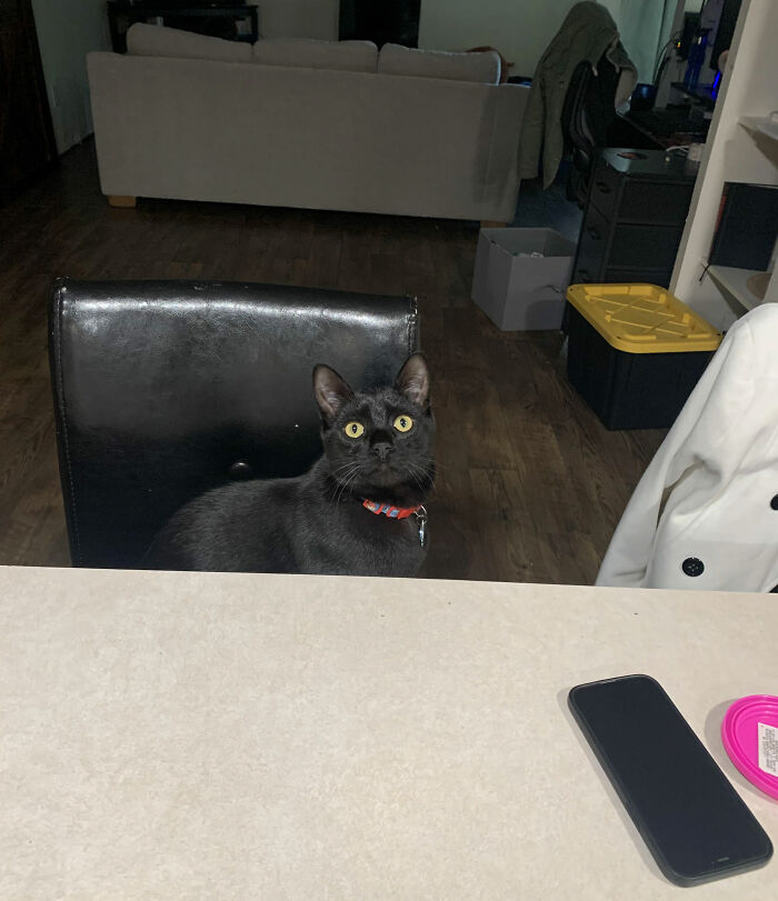 &ldquo;It Will Never Fail To Amuse Me&rdquo;: 80 Funny Names Pets Didn&rsquo;t Ask For