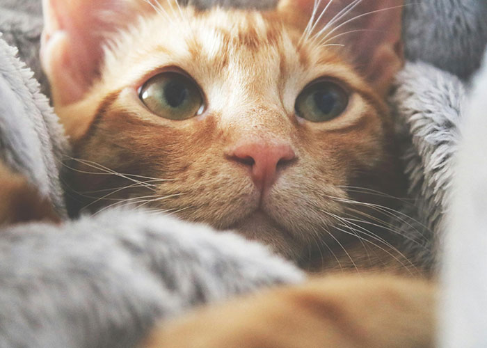 51 People Share Their Most Wacky Stories Hoping Someone Will Believe Them