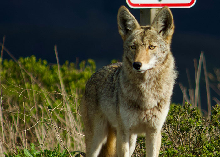 51 People Share Their Most Wacky Stories Hoping Someone Will Believe Them