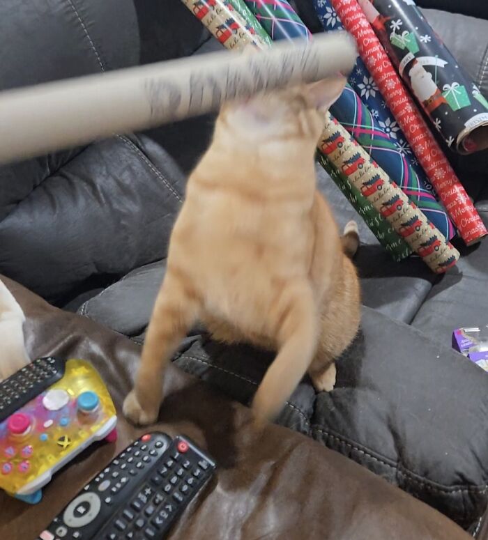 52 Blurry And Scrungy Cat Pics That Are Absolute Serotonin Boosters