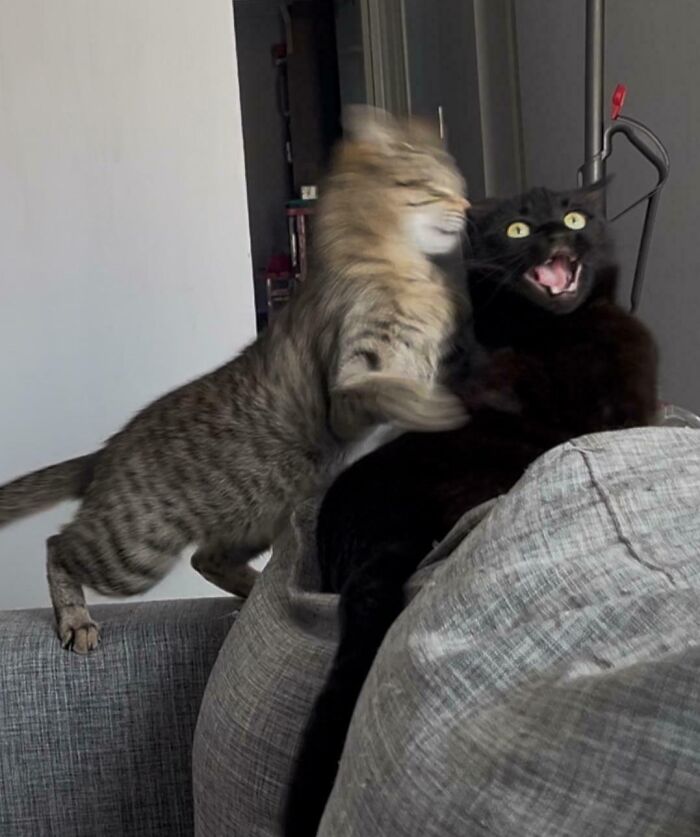 52 Blurry And Scrungy Cat Pics That Are Absolute Serotonin Boosters