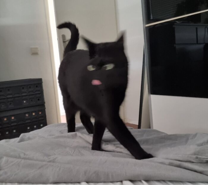 52 Blurry And Scrungy Cat Pics That Are Absolute Serotonin Boosters