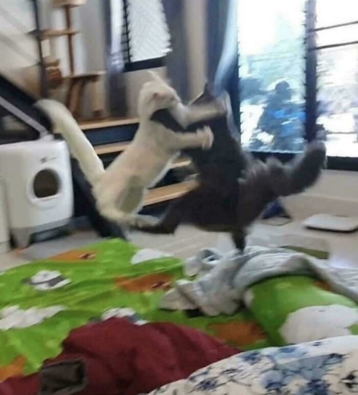 52 Blurry And Scrungy Cat Pics That Are Absolute Serotonin Boosters