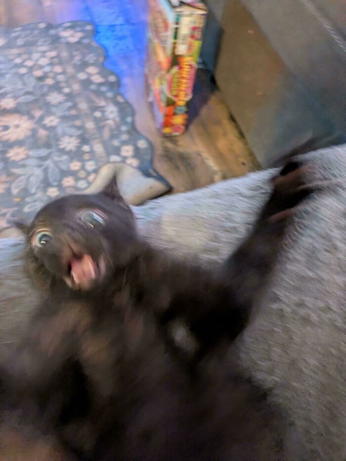 52 Blurry And Scrungy Cat Pics That Are Absolute Serotonin Boosters