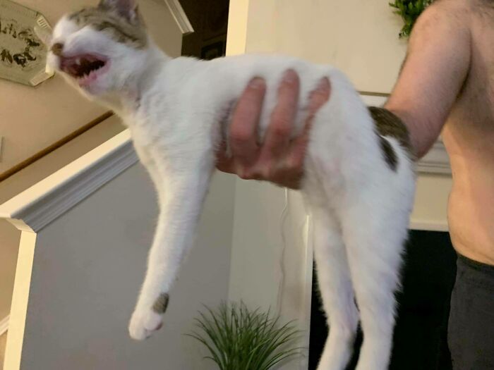 52 Blurry And Scrungy Cat Pics That Are Absolute Serotonin Boosters