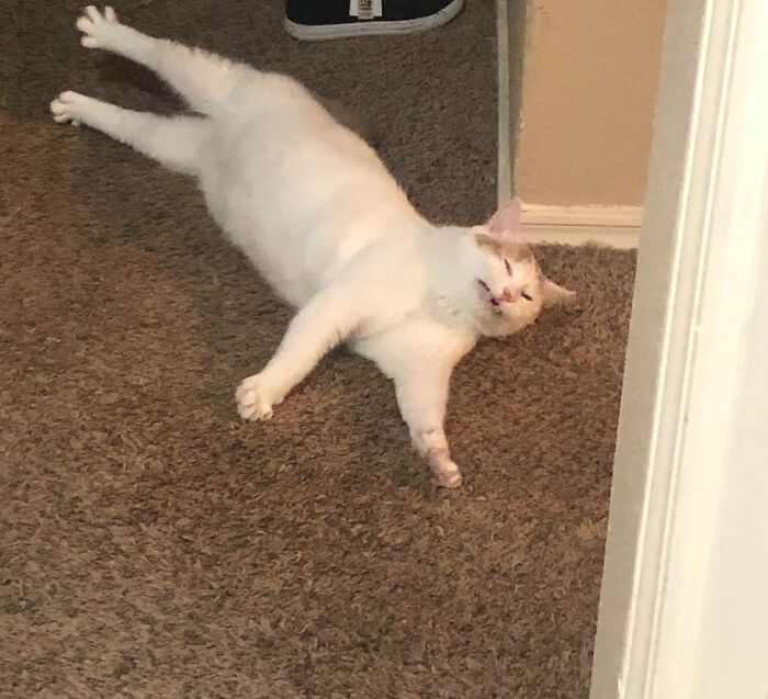 52 Blurry And Scrungy Cat Pics That Are Absolute Serotonin Boosters