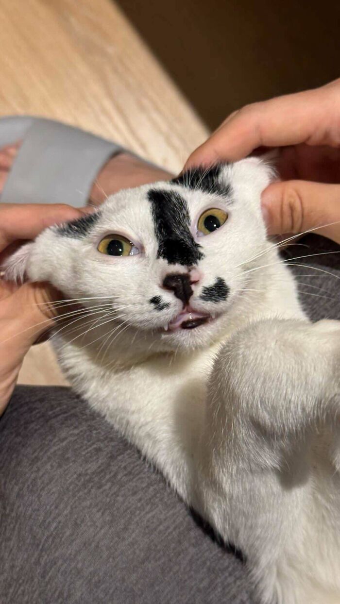 52 Blurry And Scrungy Cat Pics That Are Absolute Serotonin Boosters