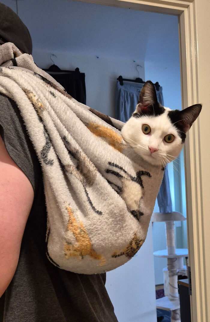 52 Blurry And Scrungy Cat Pics That Are Absolute Serotonin Boosters