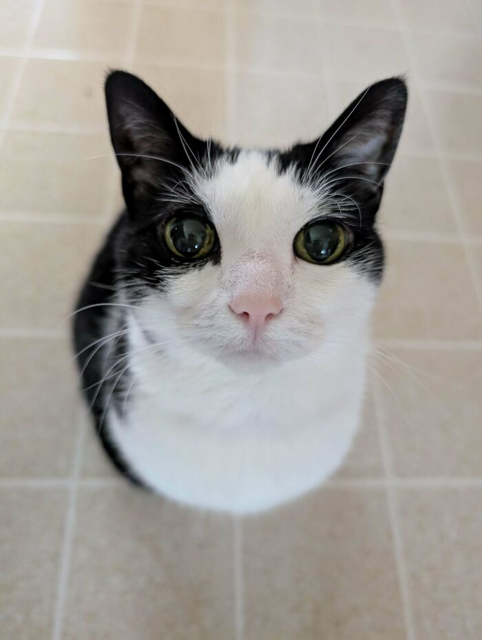 52 Blurry And Scrungy Cat Pics That Are Absolute Serotonin Boosters