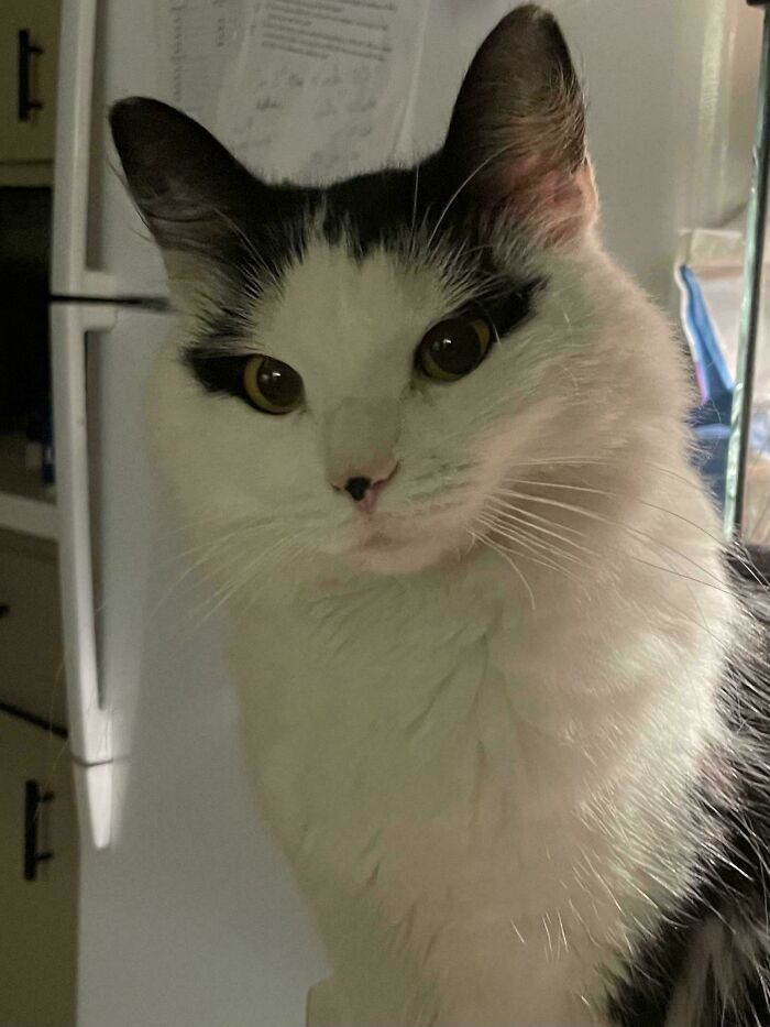 52 Blurry And Scrungy Cat Pics That Are Absolute Serotonin Boosters