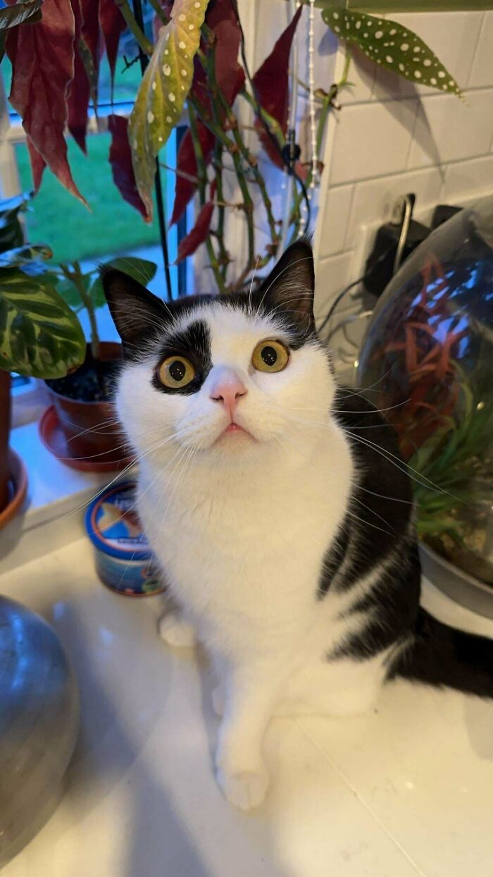 52 Blurry And Scrungy Cat Pics That Are Absolute Serotonin Boosters