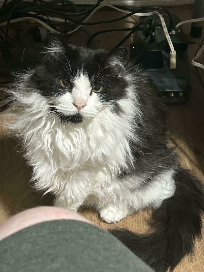 52 Blurry And Scrungy Cat Pics That Are Absolute Serotonin Boosters