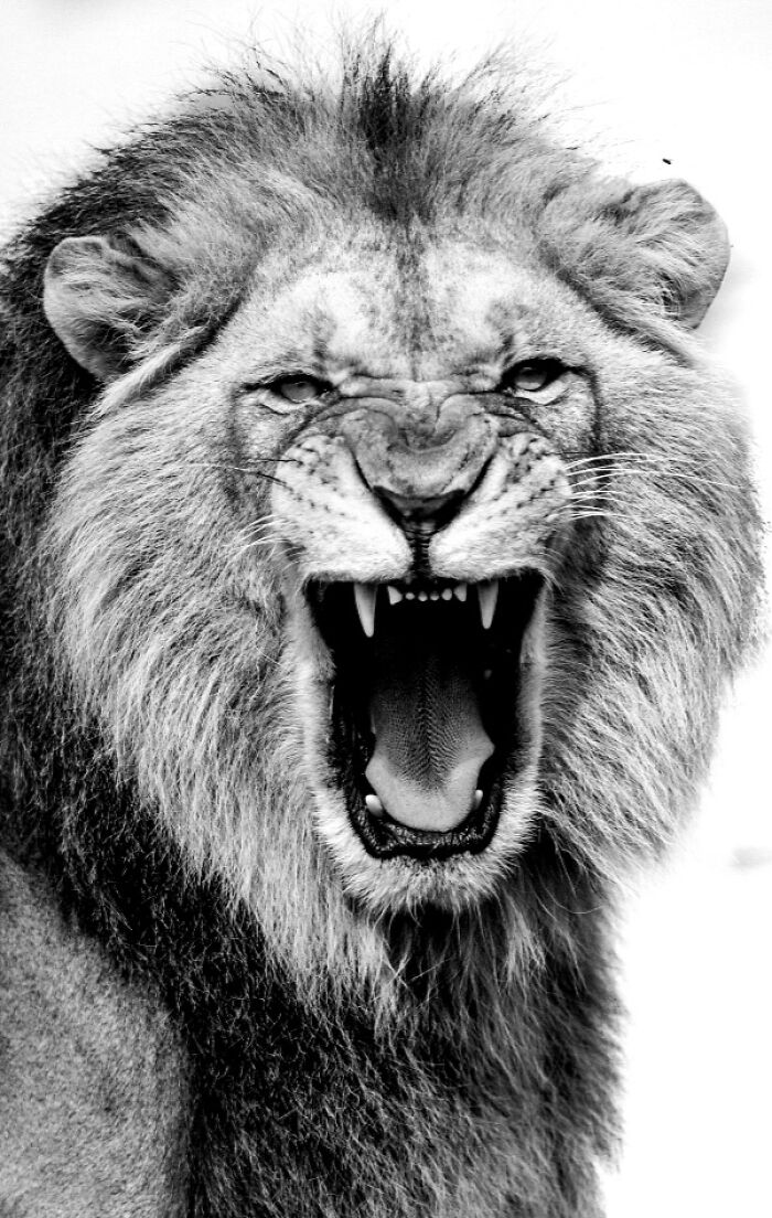 I Captured Wild Animals In Black And White To Show Their True Emotions (32 Pics) I Captured Wild Animals In Black And White To Show Their True Emotions (32 Pics)
