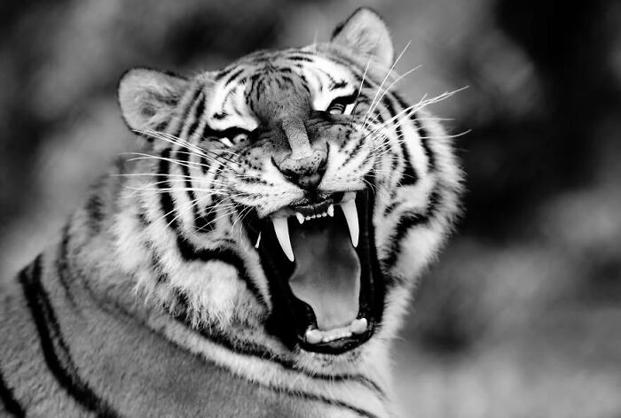 I Captured Wild Animals In Black And White To Show Their True Emotions (32 Pics) I Captured Wild Animals In Black And White To Show Their True Emotions (32 Pics)