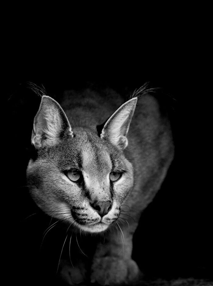 I Captured Wild Animals In Black And White To Show Their True Emotions (32 Pics) I Captured Wild Animals In Black And White To Show Their True Emotions (32 Pics)